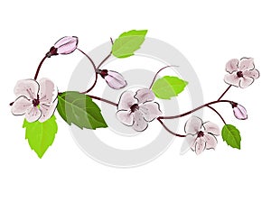 Chinese pink illustration on white background. Cherry blossom branch. Sakura vector flower. Realistic illustration. Cherry tree