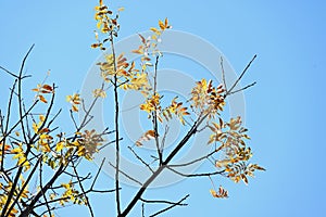 Chinese pistache ( Pistacia chinensis ) Autumn leaves. Anacardiaceae dioecious deciduous tree.