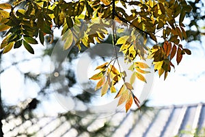 Chinese pistache ( Pistacia chinensis ) Autumn leaves. Anacardiaceae dioecious deciduous tree.