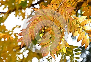 Chinese pistache ( Pistacia chinensis ) Autumn leaves. Anacardiaceae dioecious deciduous tree.