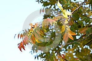 Chinese pistache ( Pistacia chinensis ) Autumn leaves. Anacardiaceae dioecious deciduous tree.