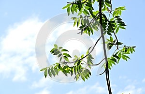 Chinese pistache ( Pistacia chinensis ) Fresh green. Anacardiaceae dioecious deciduous tree.