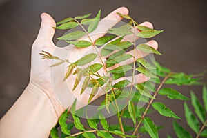 Chinese Pistache, Pistacia chinensis, is a popular tree in urban areas