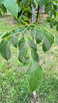 Chinese Pistache tree leaves dangling on branch