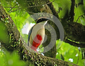 Chinese Pitta, Fairy Pitta, Pitta nympha