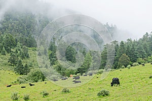 Chinese plateau pasture feeding yak scenery