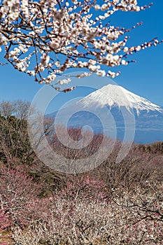 Chinese plum flower and Mountain Fuji