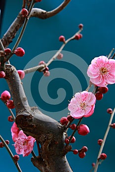 Chinese plum,mume