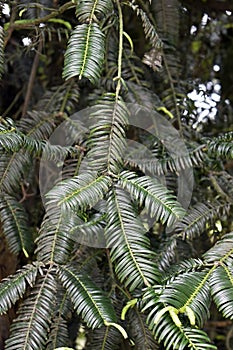 Chinese plum-yew leaves on garden in Petropolis
