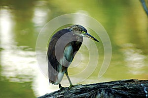 Chinese Pond Heron