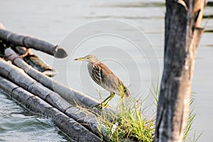 Chinese pond heron