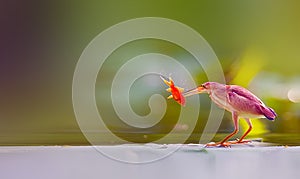 Chinese Pond Heron