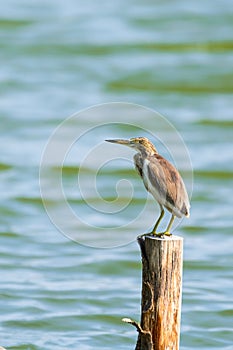 Chinese Pond Heron Ardeola bacchus.