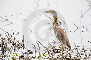 Chinese Pond Heron Ardeola bacchus