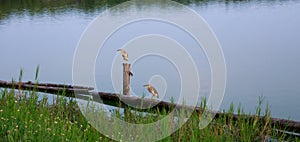 Chinese Pond Heron Ardeola bacchus