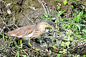 Chinese Pond Heron - Ardeola bacchus