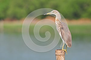 Chinese Pond Heron (Ardeola bacchus)