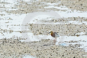 Chinese Pond Heron Ardeola bacchus.