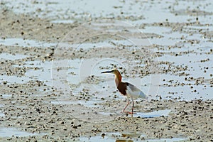 Chinese Pond Heron Ardeola bacchus.