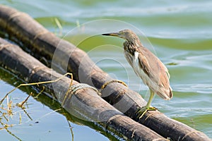 Chinese Pond Heron Ardeola bacchus.