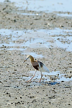 Chinese Pond Heron Ardeola bacchus.