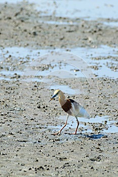 Chinese Pond Heron Ardeola bacchus.