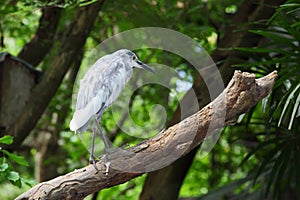 Chinese Pond Heron (Ardeola bacchus),Bird stand on