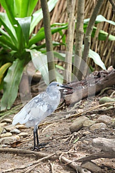 Chinese Pond Heron (Ardeola bacchus) Bird in Thai