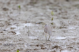 Chinese Pond Heron Ardeola bacchus catch a crab