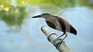 A Chinese pond-heron ardeola bacchus at the bank of pond photo