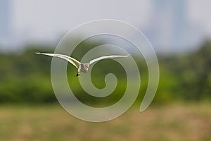 Chinese Pond Heron Ardeola bacchus flying over wetland