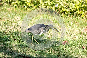 Chinese pond heron(Ardeola bacchus) on the lawn