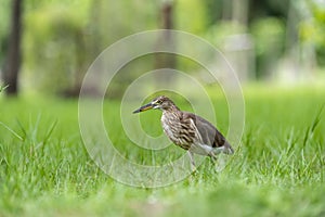 Chinese pond heron / Ardeola bacchus on the lawn in the park