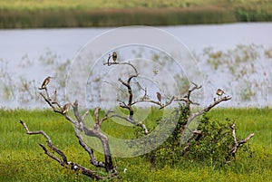 Chinese Pond Heron Ardeola bacchus perching on dead tree
