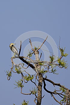 Chinese Pond Heron Ardeola bacchus on the tree.