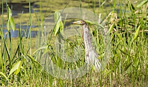 Chinese pond heron awaits prey among thickets of grass,