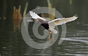 Chinese Pond-Heron photo