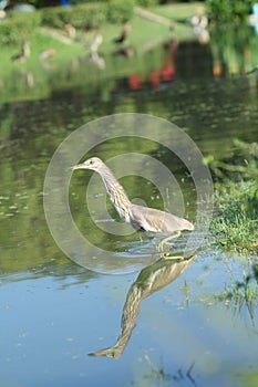 Chinese Pond Heron Bird