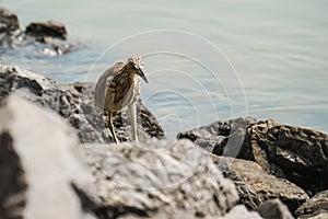 Chinese pond heron bird look for food by river