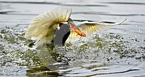 Chinese Pond-Heron Catch redfish