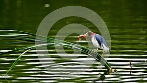 Chinese Pond-Heron Catch redfish photo