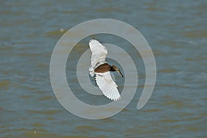 Chinese pond heron is flyi across the river, opening its wings, the eyes are shining under the sun.