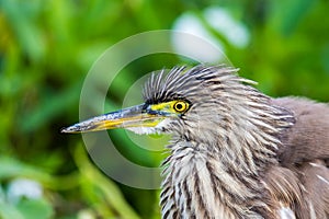 Chinese Pond Heron Formal Name: Ardeola bacchus