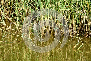 Chinese Pond-heron