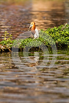 Chinese Pond Heron