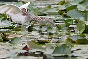 Chinese pond-heron hunting insect