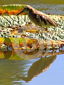 Chinese Pond-Heron with lian photo