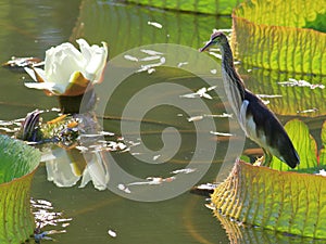 Chinese Pond-Heron with lian photo