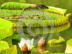 Chinese Pond-Heron with lian photo