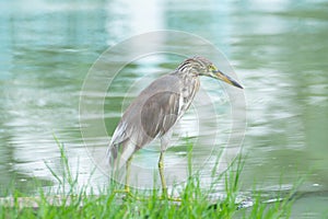 Chinese Pond Heron